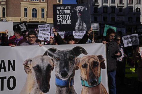 Spain: Rights groups urge more protection for hunting dogs