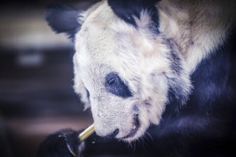 Giant panda Le Le dies after 20 years at Memphis Zoo