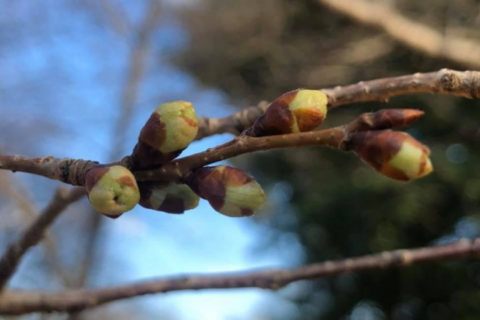Cherry blossom watch starts in DC as trees hit small green buds stage