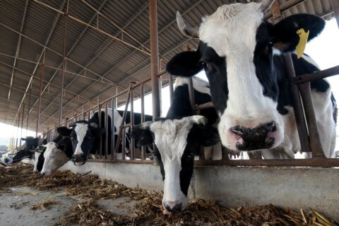 China says it successfully cloned 3 highly productive ‘super cows’