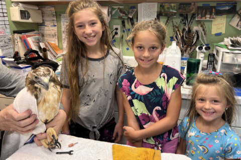 ‘I wanted to help save them’: Maryland girl pens bird guide for a cause