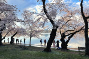 National Cherry Blossom Festival kicks off; organizers hope for 1M visitors over next month