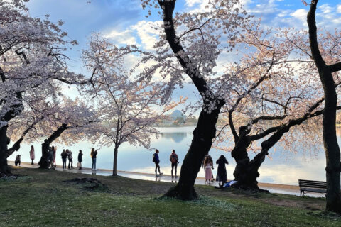 How the Tidal Basin is damaging DC’s cherry blossoms — and what’s being done about it