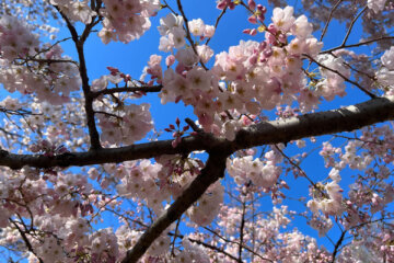 Cherry blossoms along the Tidal Basin on March 19, 2023. (WTOP/Jessica Kronzer)