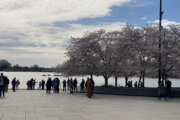 Crowds swarm Tidal Basin as cherry blossoms near peak bloom