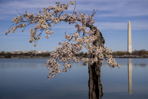 Gusty, damaging winds will end cherry blossoms’ peak bloom