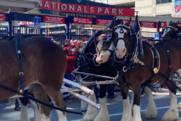 Fan favorite and World Series champion Gerardo Parra, known for his “Baby Shark” walk-up music during the team’s 2019 World Series run, helped kick off the new season by riding with the Budweiser Clydesdale horses in a parade around the Navy Yard neighborhood. (WTOP/Luke Lukert)
