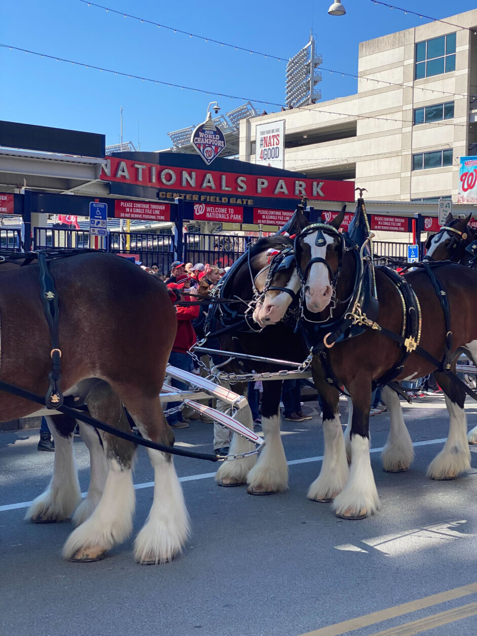 Fan favorite and World Series champion Gerardo Parra, known for his “Baby Shark” walk-up music during the team’s 2019 World Series run, helped kick off the new season by riding with the Budweiser Clydesdale horses in a parade around the Navy Yard neighborhood. (WTOP/Luke Lukert)