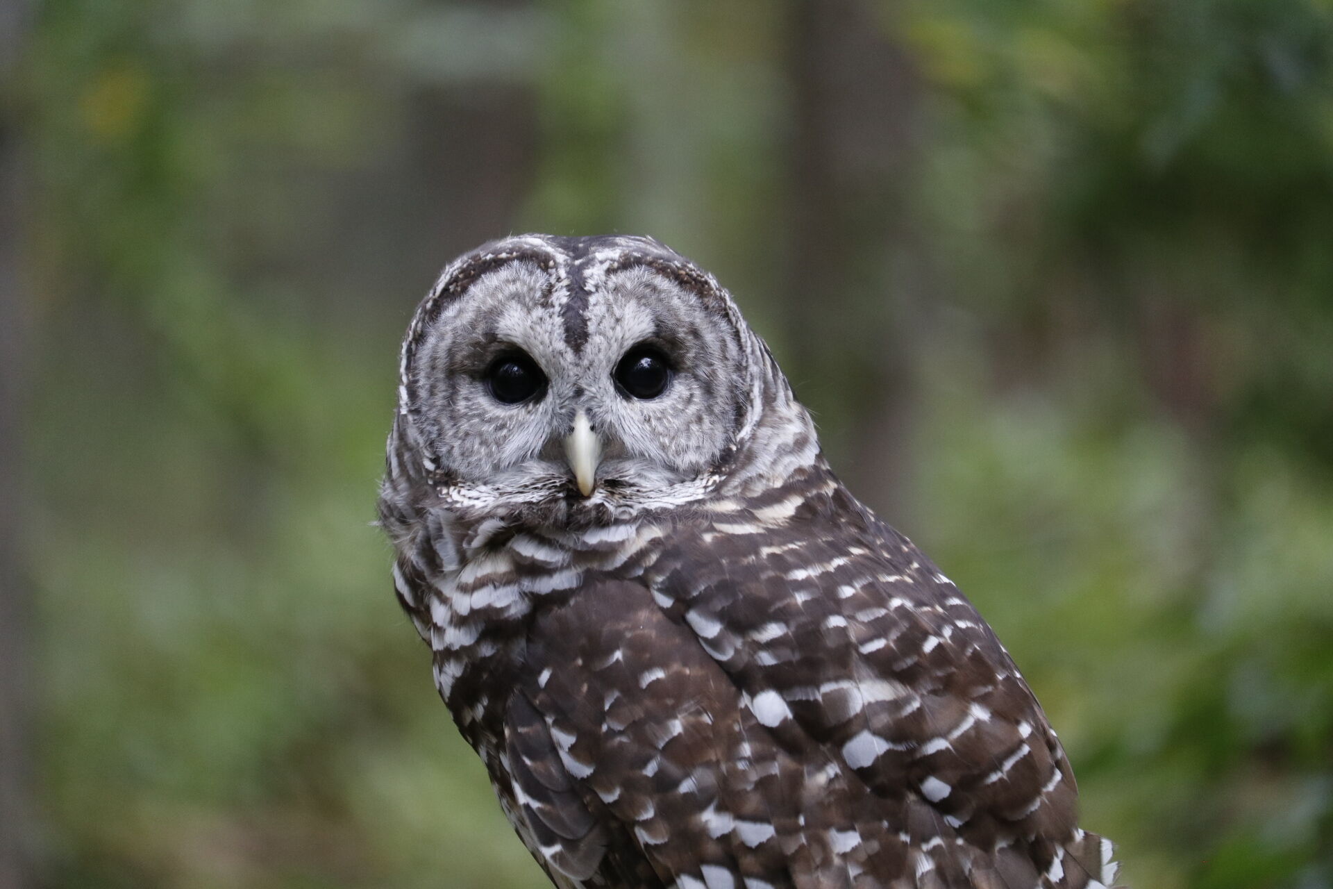 National Audubon Society will keep its name despite namesake’s history