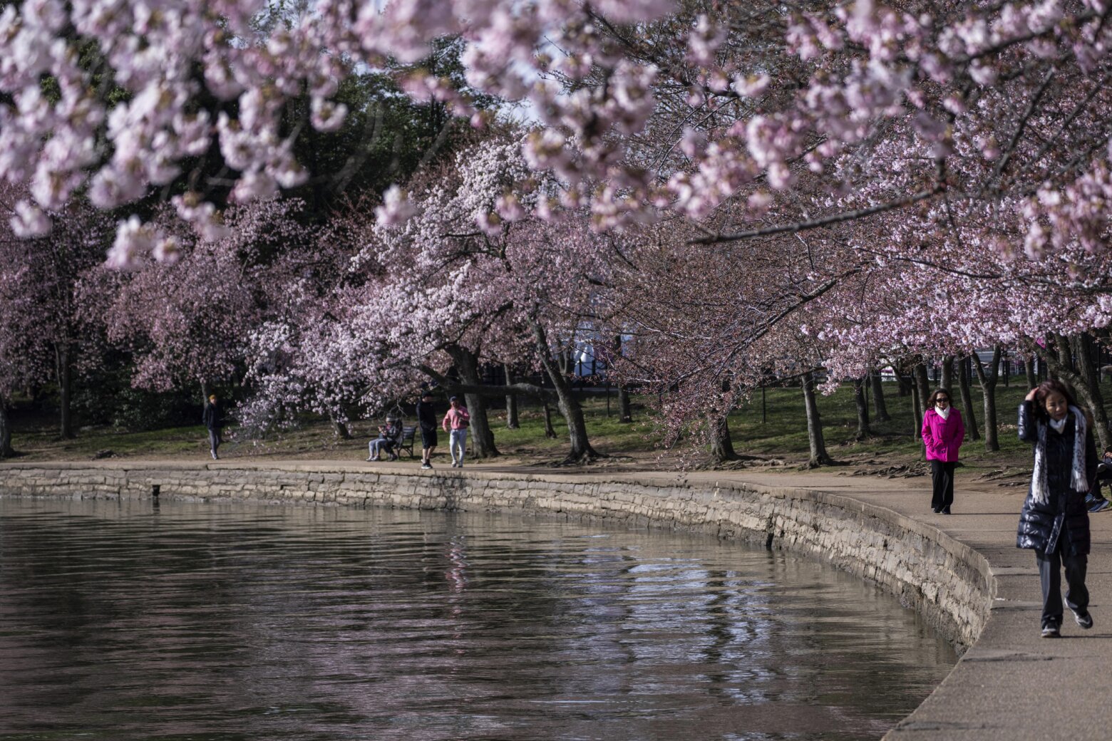 Are there any Tidal Basin cherry trees left from the original plantings over 100 years ago?