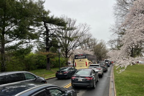 Cherry blossom traffic frustrations continue: How should you get to the blooms?