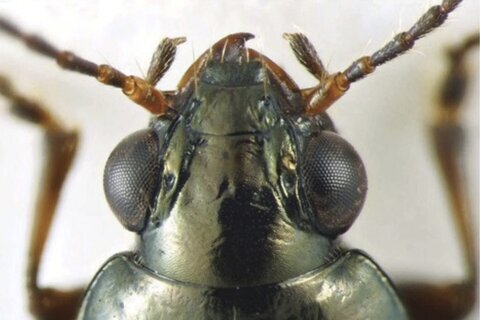 Rare beetle species named after ex-California governor Brown