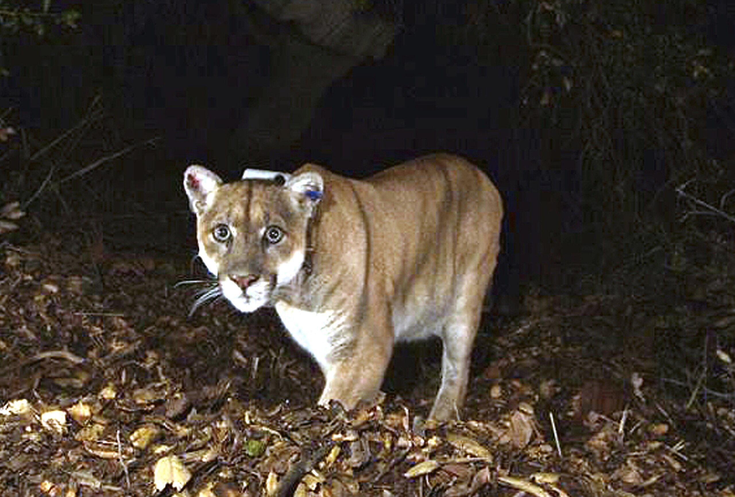 Tribes bury Southern California’s famed mountain lion, P22 WTOP News