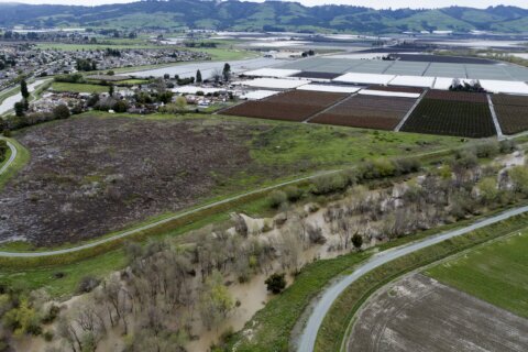 Floods fill some of California’s summer strawberry fields