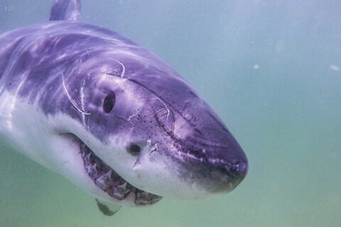Researchers document 55 more white sharks in Cape Cod waters