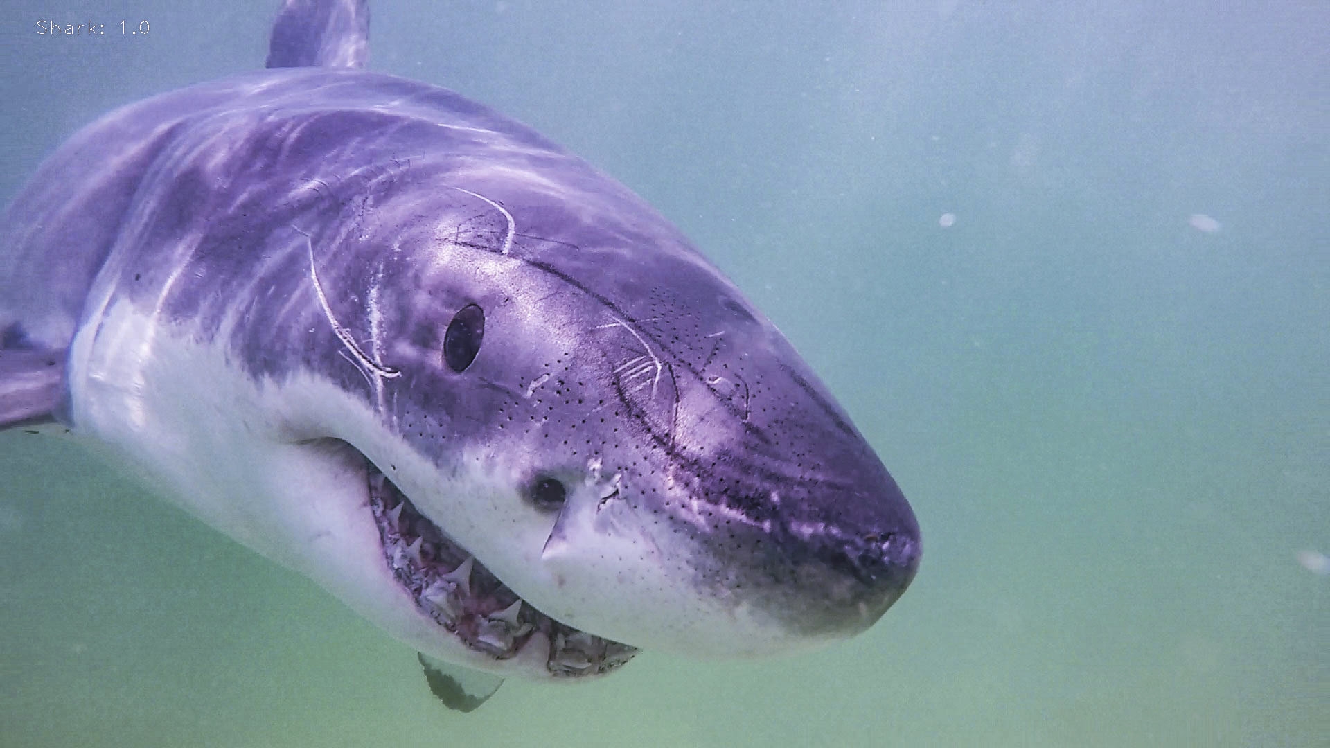 Researchers document 55 more white sharks in Cape Cod waters WTOP News