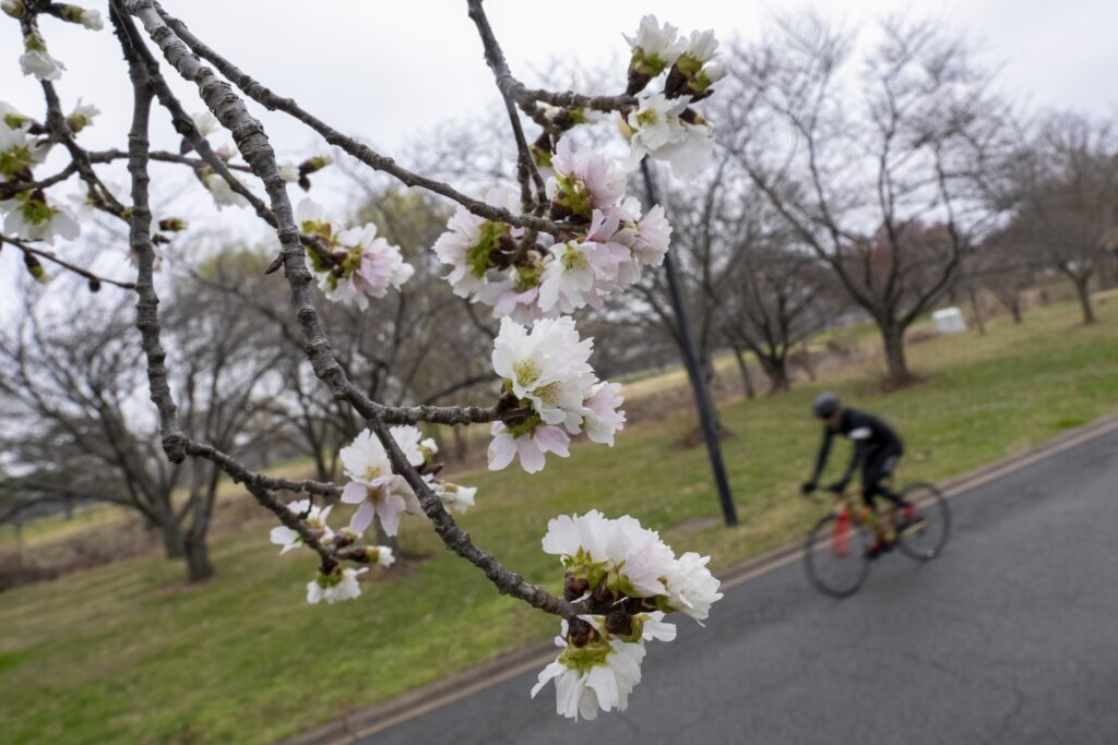 DC’s cherry blossoms coming early due to confusing weather
