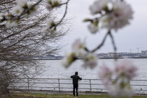 Blossom watch: DC cherry trees reach 2nd stage as officials predict early peak bloom