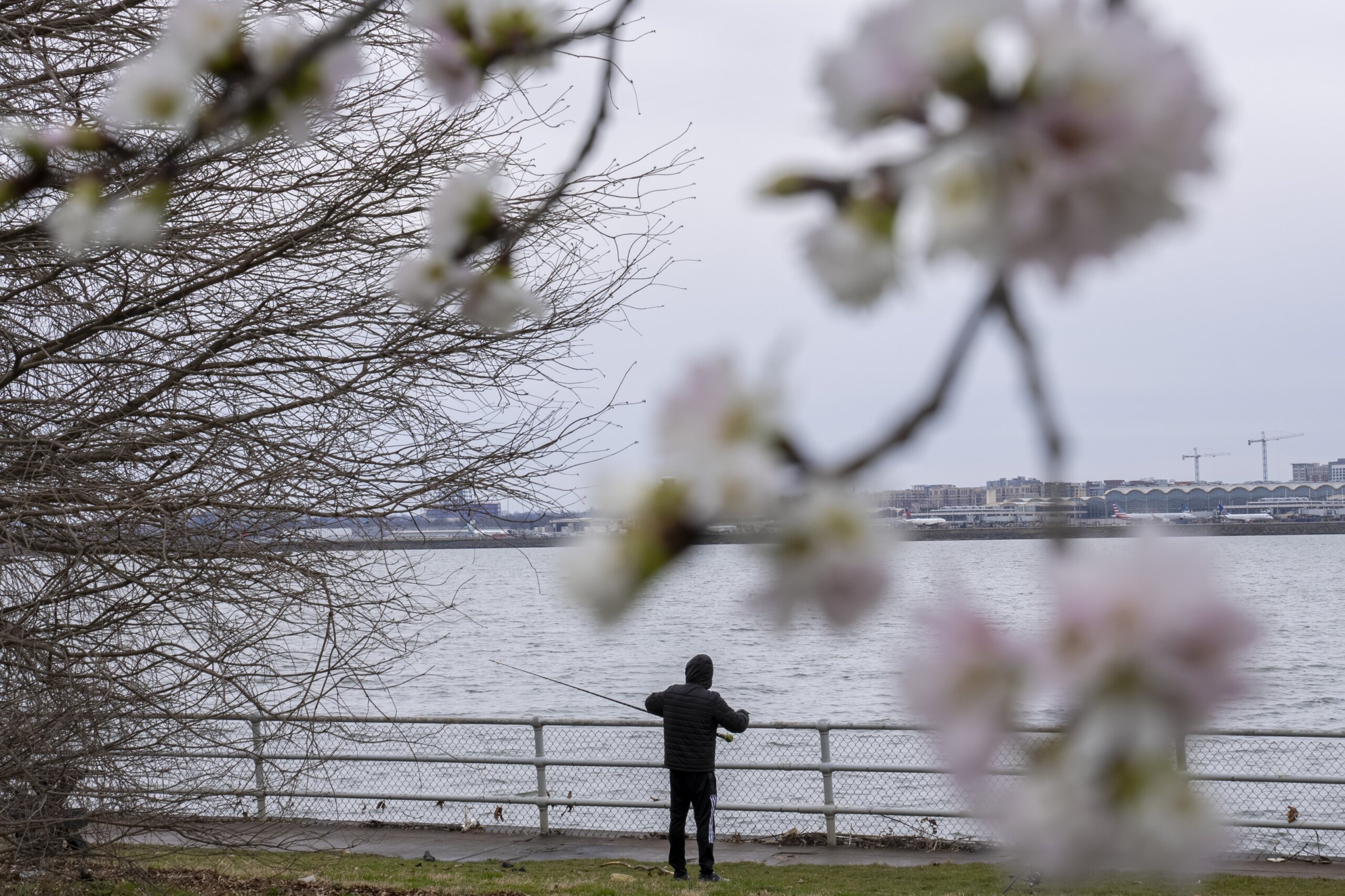 Blossom watch DC cherry trees reach 2nd stage as officials predict