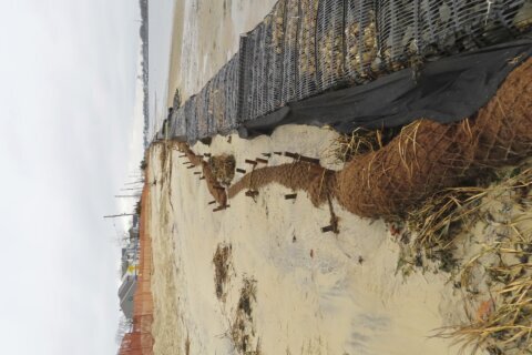 How coconuts protect the Jersey Shore, other eroding coasts