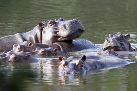 Colombia proposes shipping invasive hippos to India, Mexico