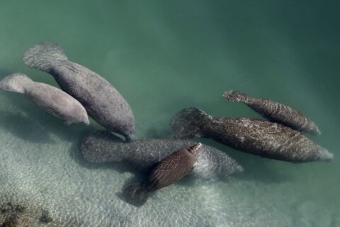 Florida sees fewer manatee starvation deaths as feeding ends