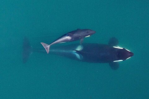 Researchers: Inbreeding a big problem for endangered orcas