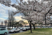 Traffic not so 'cheery' as cherry blossom visitors get stuck for hours