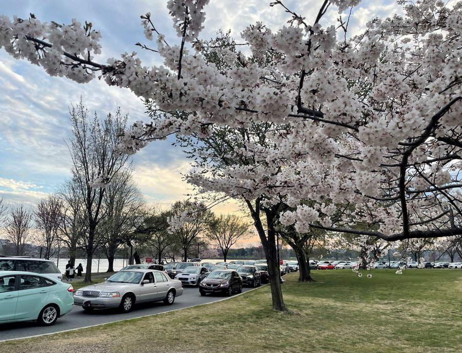 Cherry Blossom Festival will be all in-person in 2022 - WTOP News