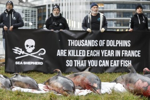 France ordered to curb mass dolphin deaths in fishing nets