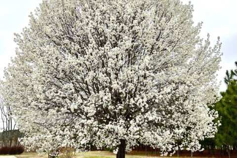 Callery pear tree: How to manage an invasive former favorite