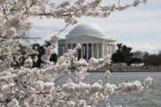 Weekend road closures for DC cherry blossom runners