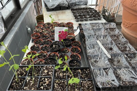 Planting a garden from seed is easy and can start now