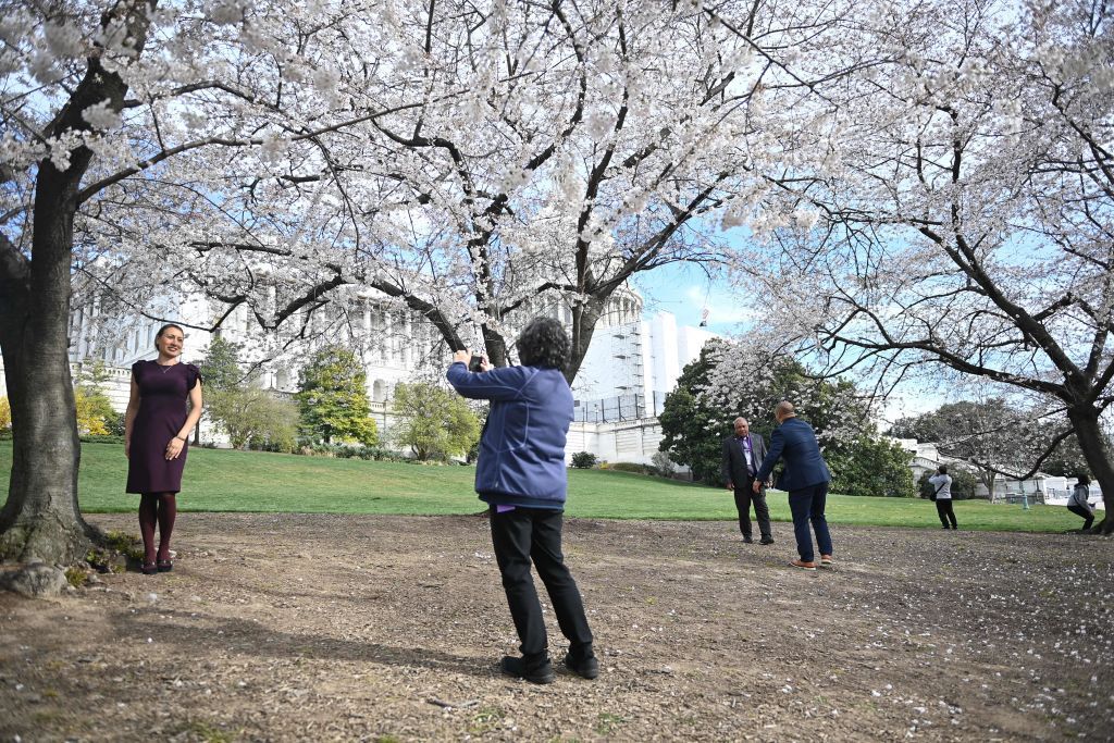 PHOTOS: Cherry Blossoms 2023 - WTOP News