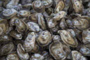 Consumer seafood guide advises people to avoid Chesapeake Bay oysters. But why?