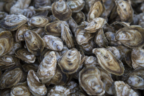 Va. extends oyster harvesting season in Chesapeake Bay, amid species resurgence
