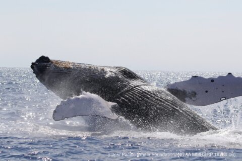 Judge wants plan to protect humpback whales from fishery