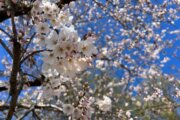 DC’s forecast suggests cherry blossom peak bloom is days away