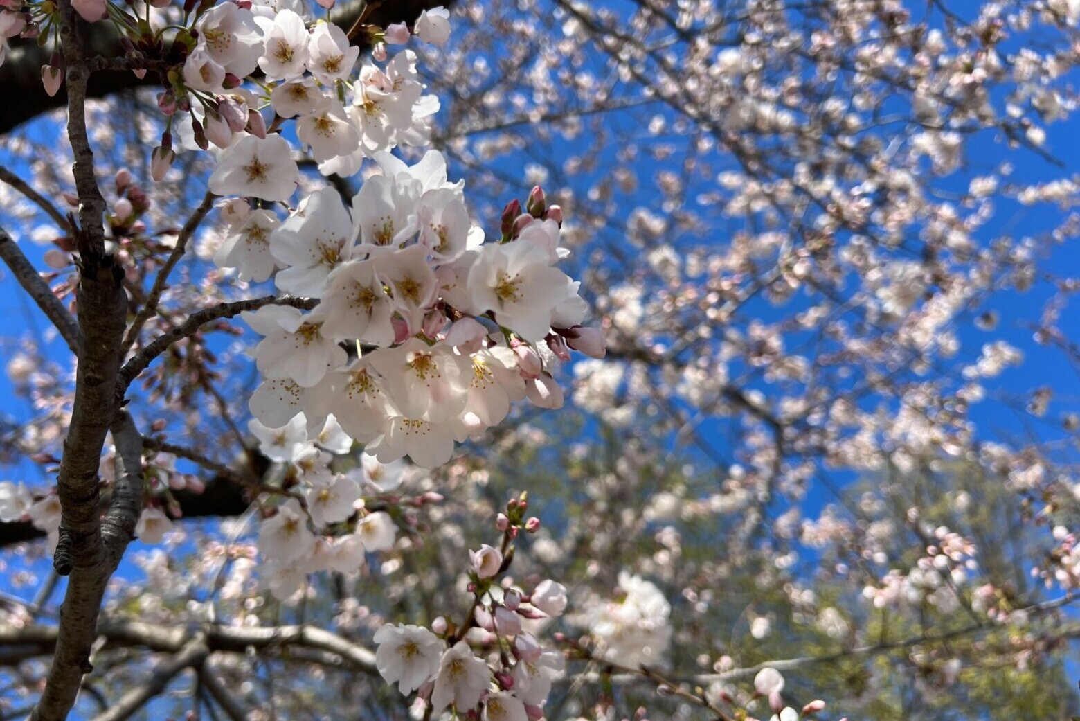 DC’s forecast suggests cherry blossom peak bloom is days away WTOP News