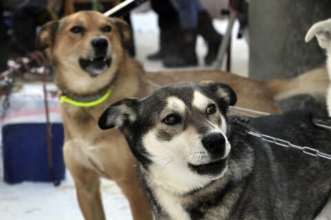 33 Iditarod sled dog race mushers to trek across Alaska