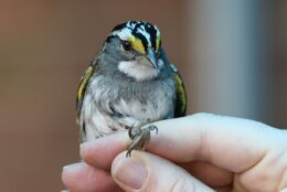 American University student Sarah Long, an intern at the National Zoo, holds a white-throated sparrow.