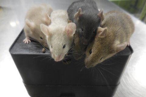 Scientists create mice with cells from 2 males for 1st time
