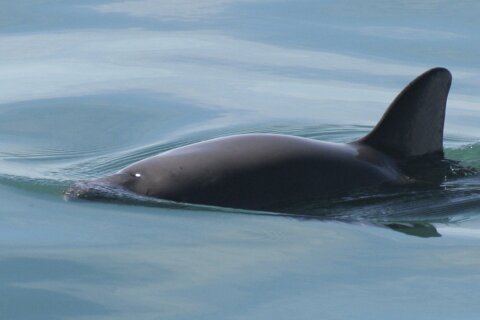 Mexico sanctioned for not protecting endangered porpoise