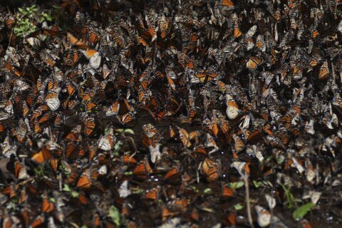 Number of monarch butterflies wintering in Mexico drops 22%