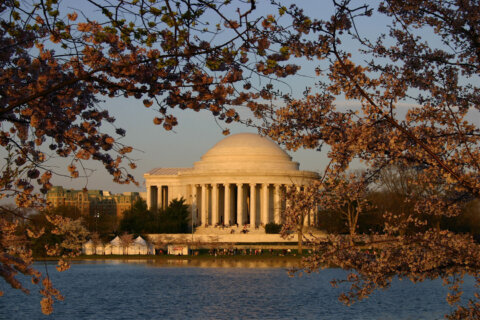 DC cherry blossom season could be spoiled by wind, freezing temps
