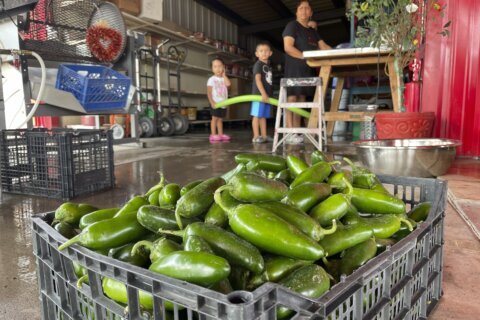 Get it while it’s hot: New Mexico boosts chile production