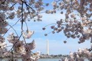 Peak bloom is here: DC cherry trees reach final bloom stage