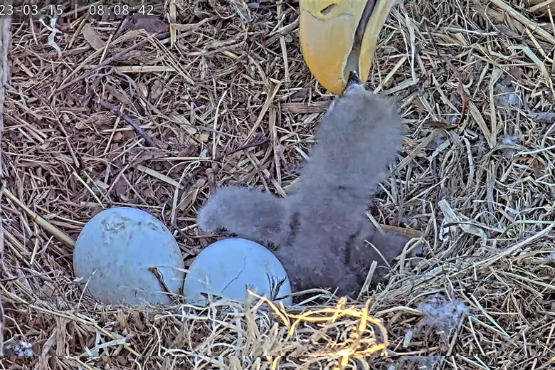 Dulles Greenway bald eagles have a baby, with more on the way WTOP News