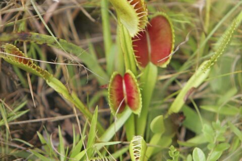 Snap! Venus fly trap fans ask South Carolina to honor plant