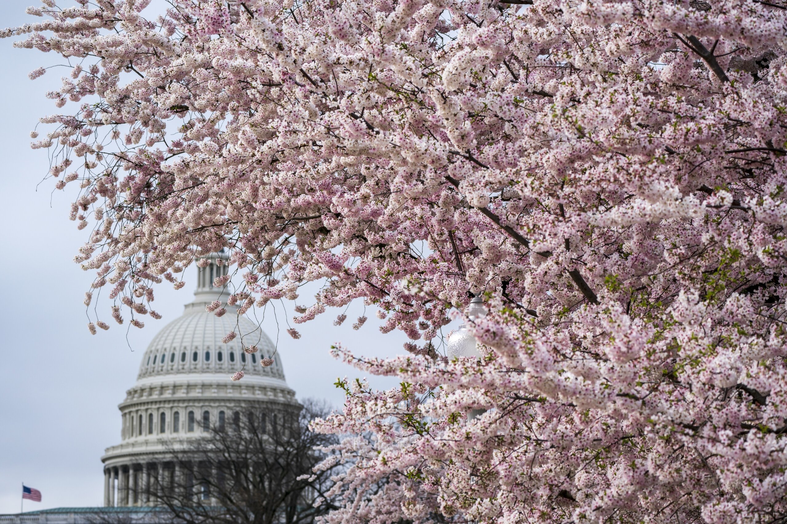 Washington becomes Bloom City with Wizards and Nationals blossom